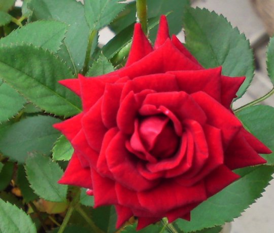 a0031000_2124170.jpg