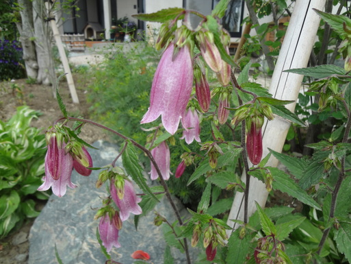 e0292102_1413386.jpg