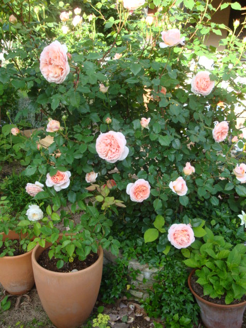 e0175905_12491736.jpg