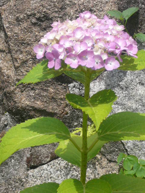 e0026017_2225760.jpg