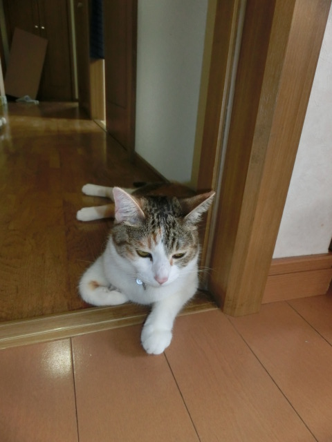 c0194042_20454627.jpg