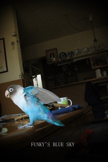 c0145250_17275540.jpg