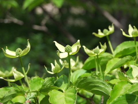 e0088260_14145528.jpg