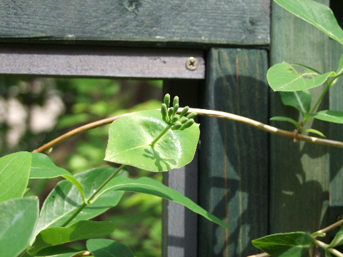 e0088260_14151853.jpg