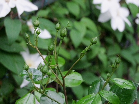 e0088260_1416779.jpg