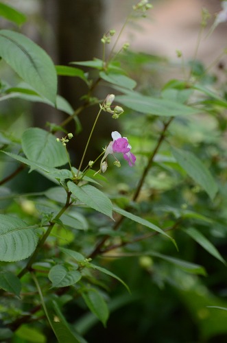 c0186463_18435634.jpg