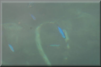 e0099375_881327.jpg