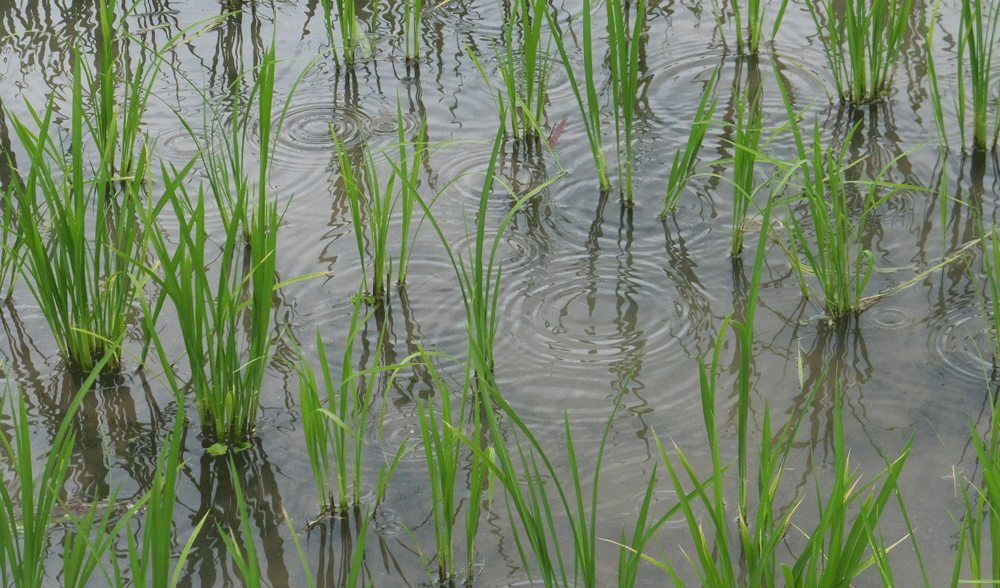 b0159780_75250.gif