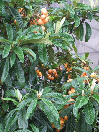 f0039281_128594.jpg