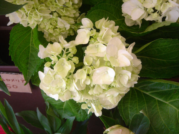 e0140986_1532843.jpg