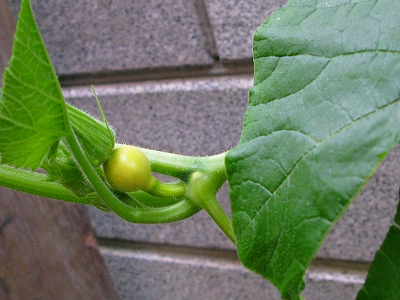f0181394_1757980.jpg