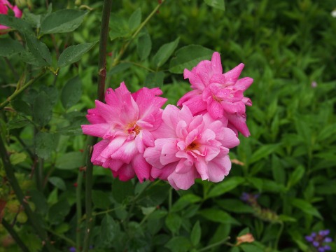 c0117007_1715950.jpg