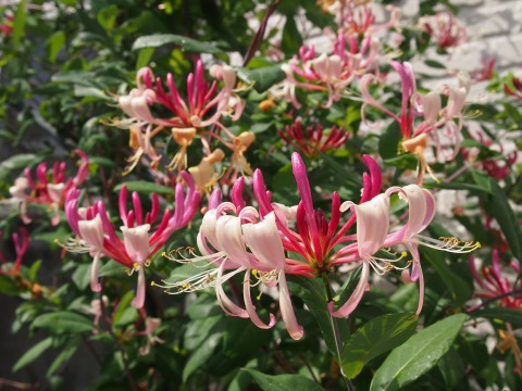 c0117007_17382322.jpg