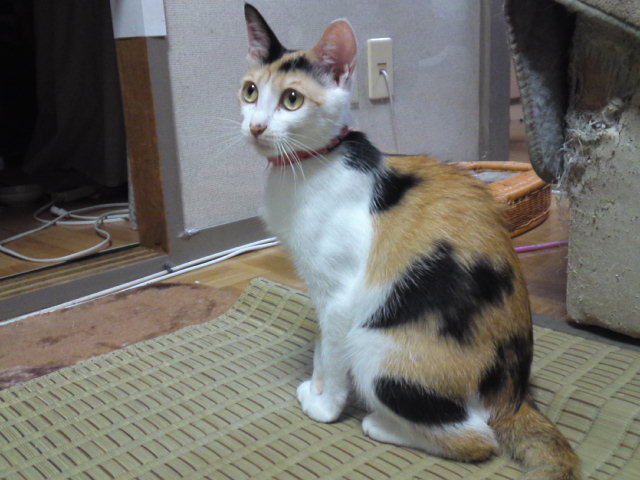 a0206019_1636674.jpg
