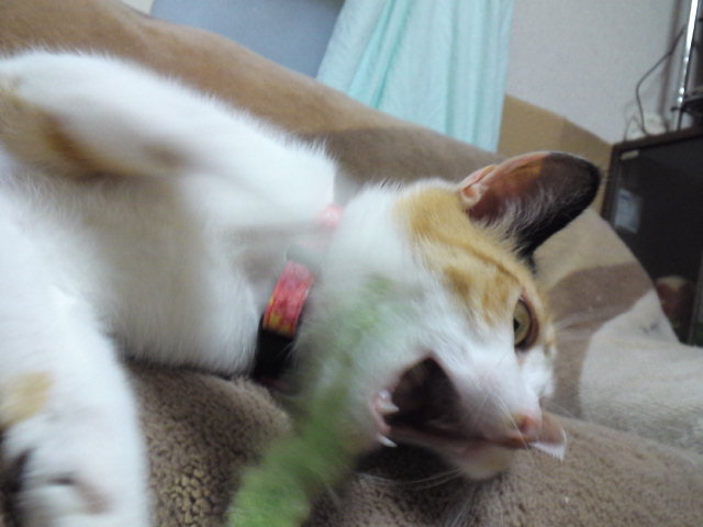 a0206019_16512.jpg