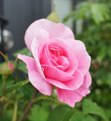 f0205733_12382753.jpg
