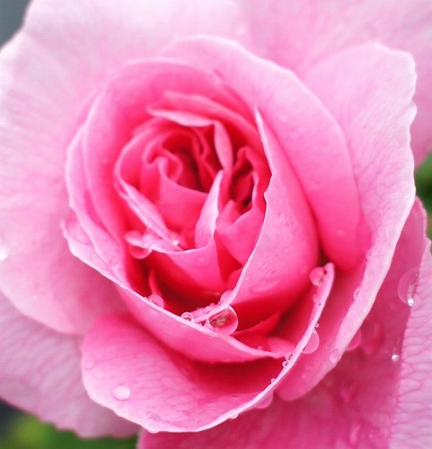 f0205733_1324732.jpg