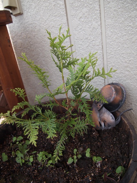 c0117239_8114339.jpg