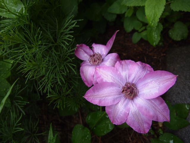 c0117239_8162525.jpg