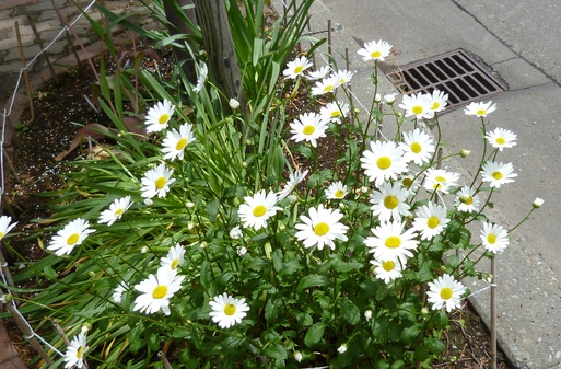 a0193457_17225088.jpg