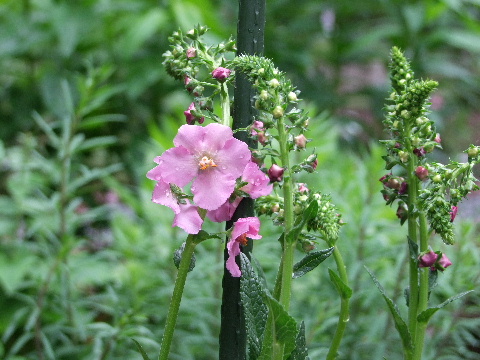 e0088260_2213444.jpg