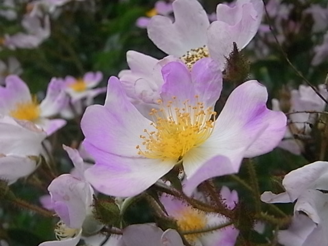 a0146070_644405.jpg