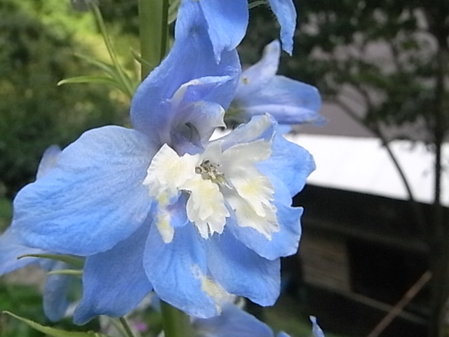 a0146070_710456.jpg