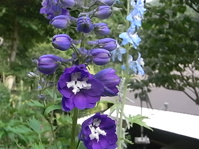a0146070_7154624.jpg