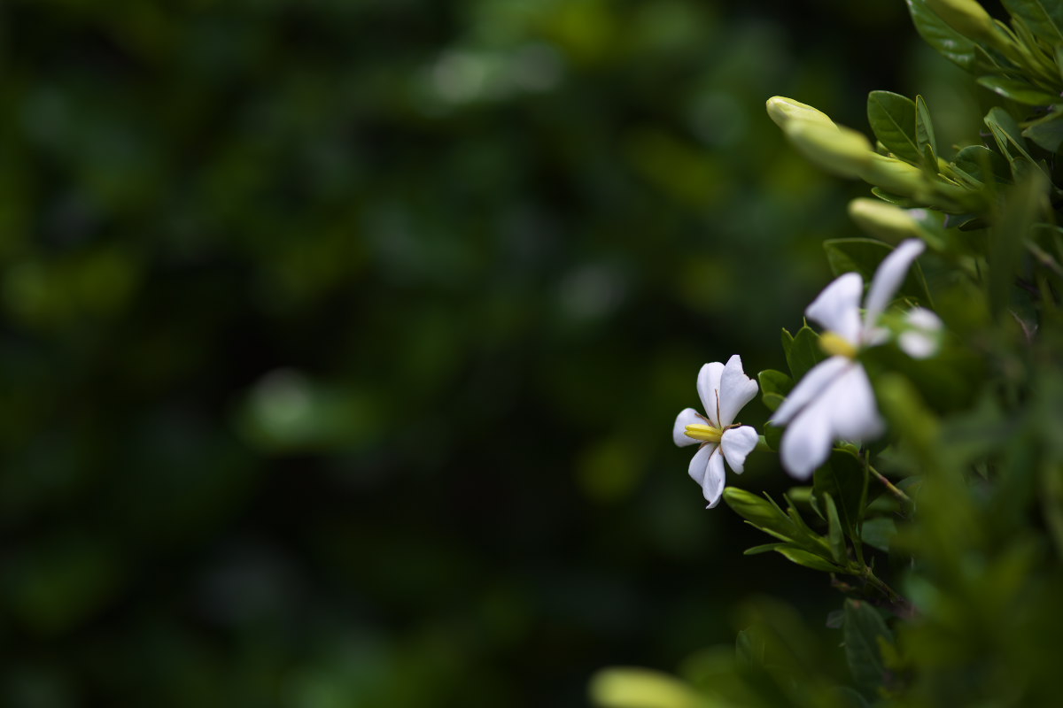 a0083081_9121131.jpg