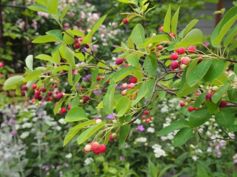 c0117007_2045369.jpg