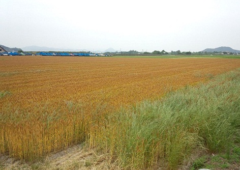 b0191418_1319652.jpg