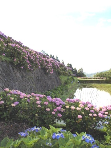 b0199742_20382691.jpg