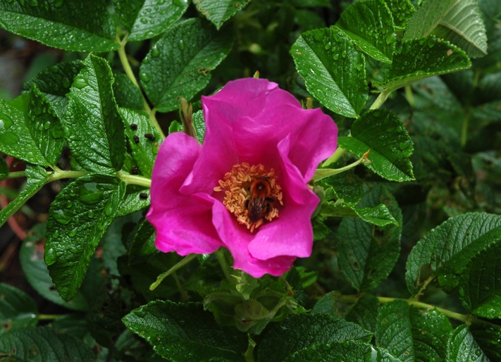 c0002943_14272135.jpg
