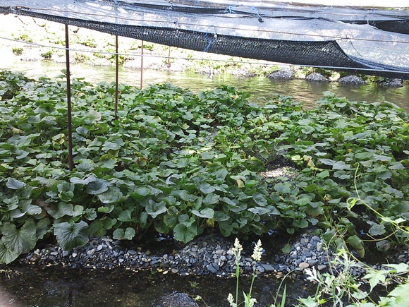 c0011446_17551892.jpg