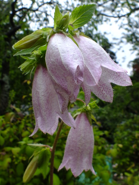 e0145782_1824617.jpg