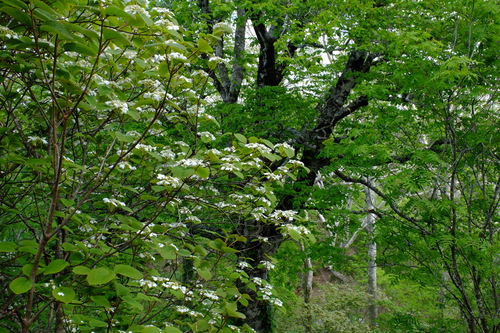 e0304001_2112270.jpg