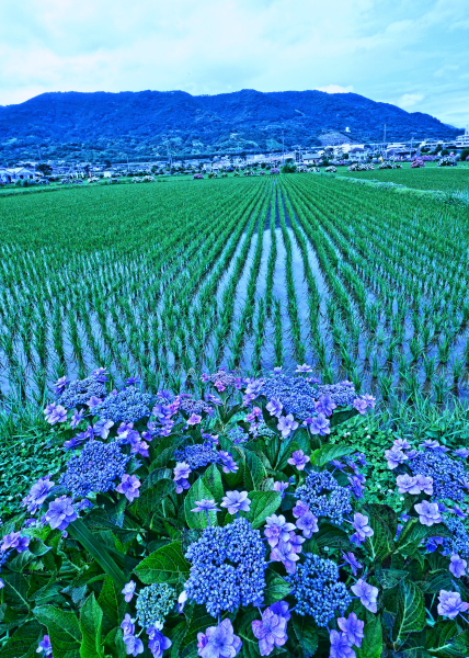 a0150260_231261.jpg