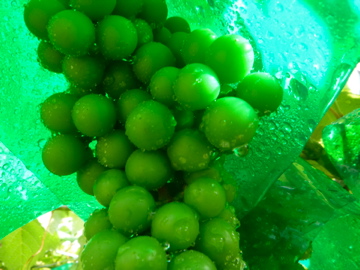c0275667_7284840.jpg
