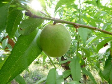 c0275667_7291423.jpg