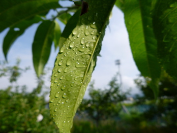 c0275667_7293346.jpg
