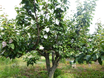 c0275667_9493565.jpg