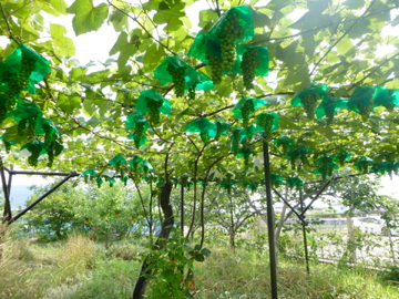 c0275667_950283.jpg