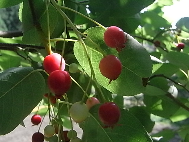 a0146070_6184830.jpg