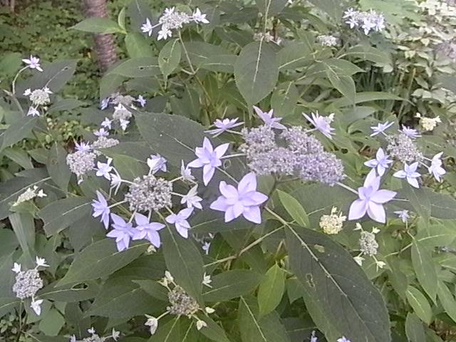 a0146070_6233218.jpg