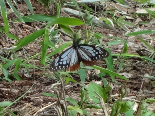 a0139007_22443828.jpg