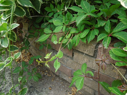 f0297809_21372445.jpg