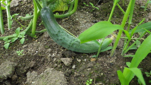 c0300035_15281590.jpg