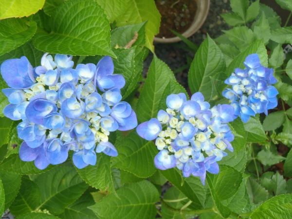 a0054240_2181368.jpg