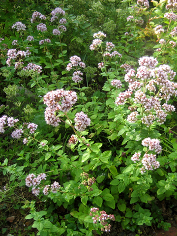 c0289473_1452649.jpg