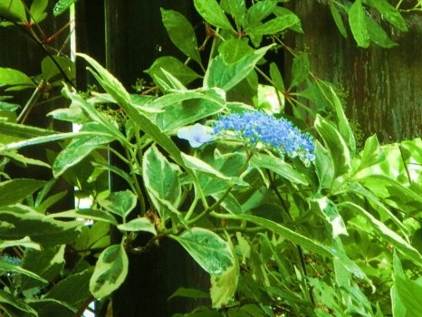 c0204121_15225755.jpg